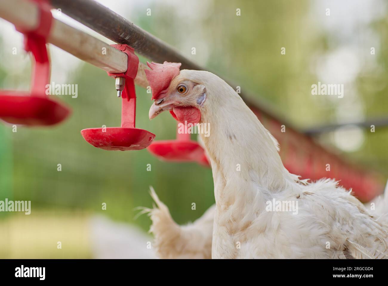 chicken drinking water from a drinker at chicken eco farm, free range chicken farm Stock Photo