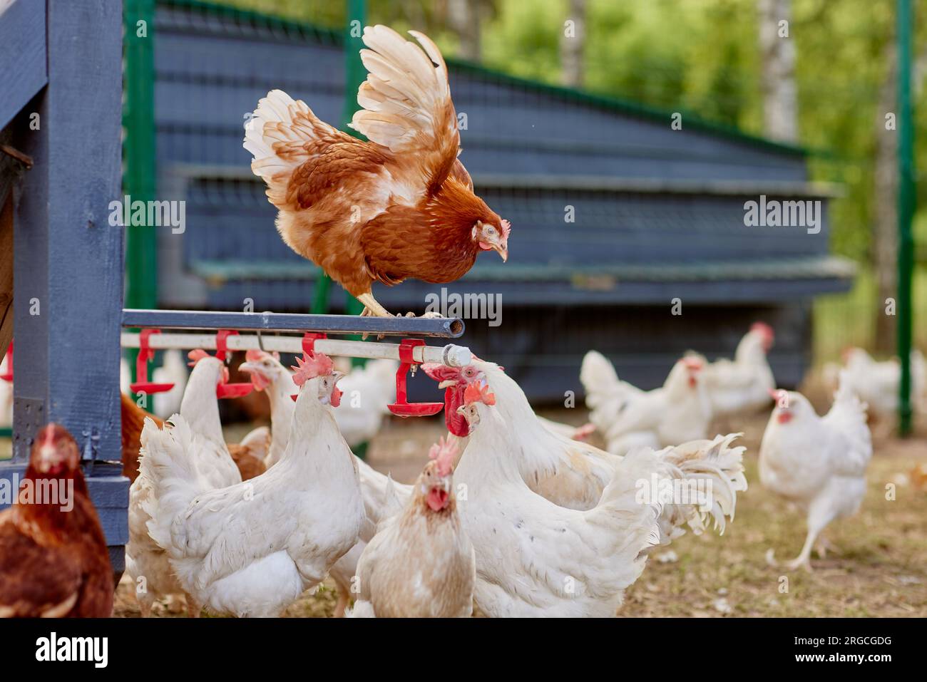 chicken drinking water from a drinker at chicken eco farm, free range chicken farm Stock Photo