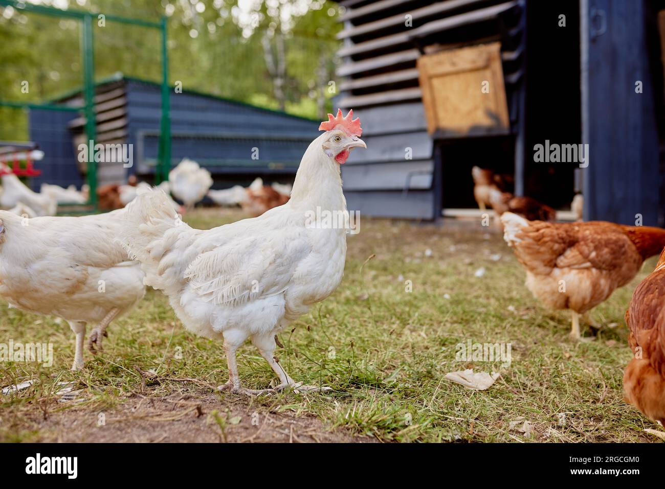 chicken farm in sunny weather, free range chicken farm Stock Photo Alamy