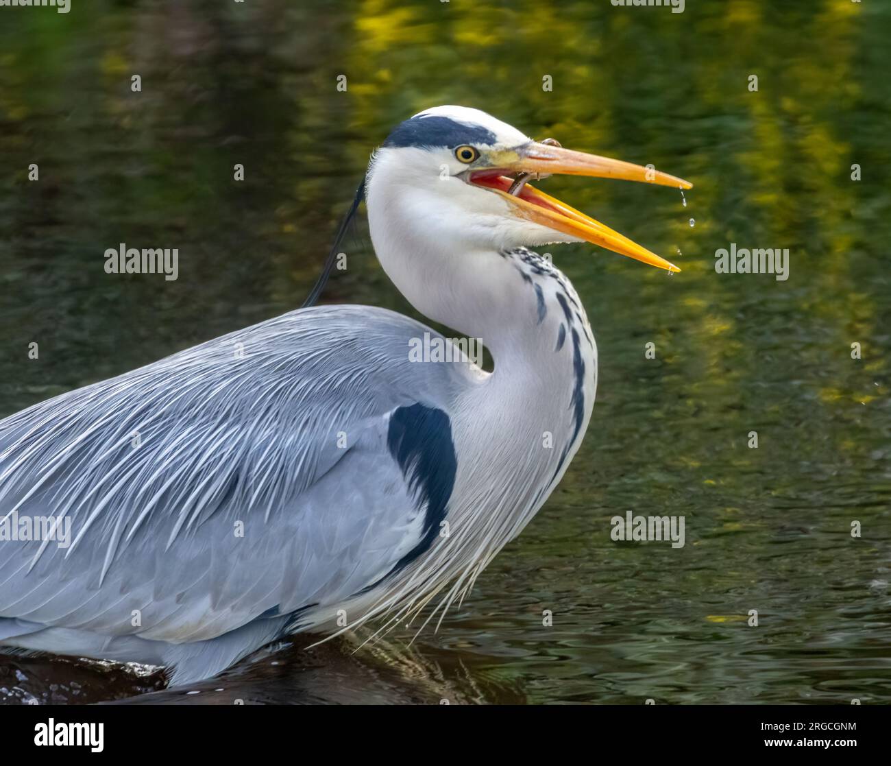 Large grey heron bird fishing in the river with natural green reflection Stock Photo