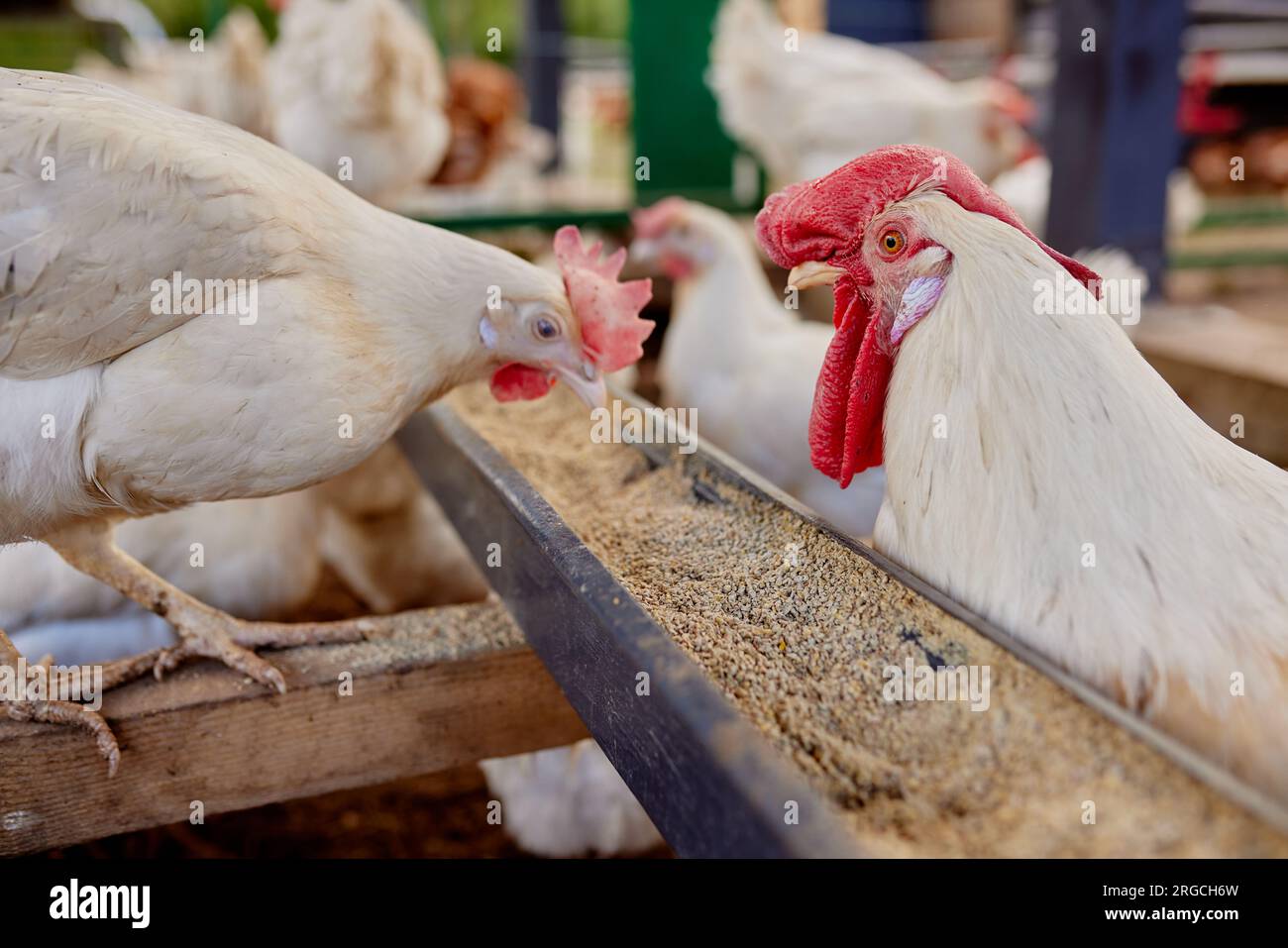 chicken eats feed and grain at eco chicken farm, free range chicken