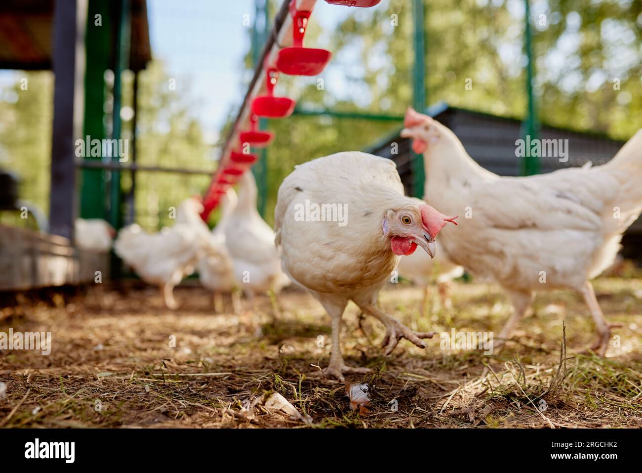 chicken drinking water from a drinker at chicken eco farm, free range chicken farm Stock Photo