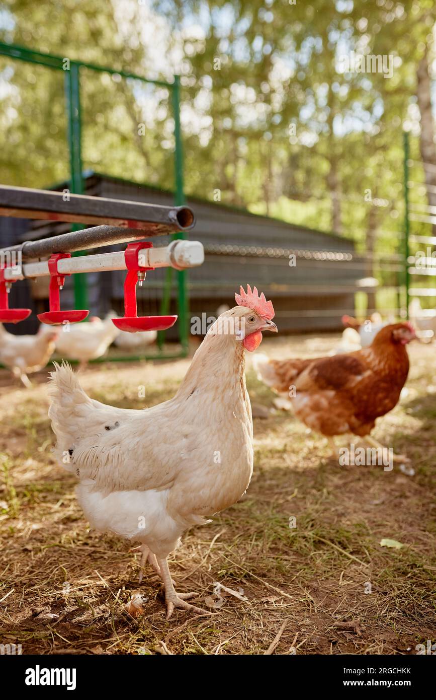 chicken farm in sunny weather, free range chicken farm Stock Photo Alamy