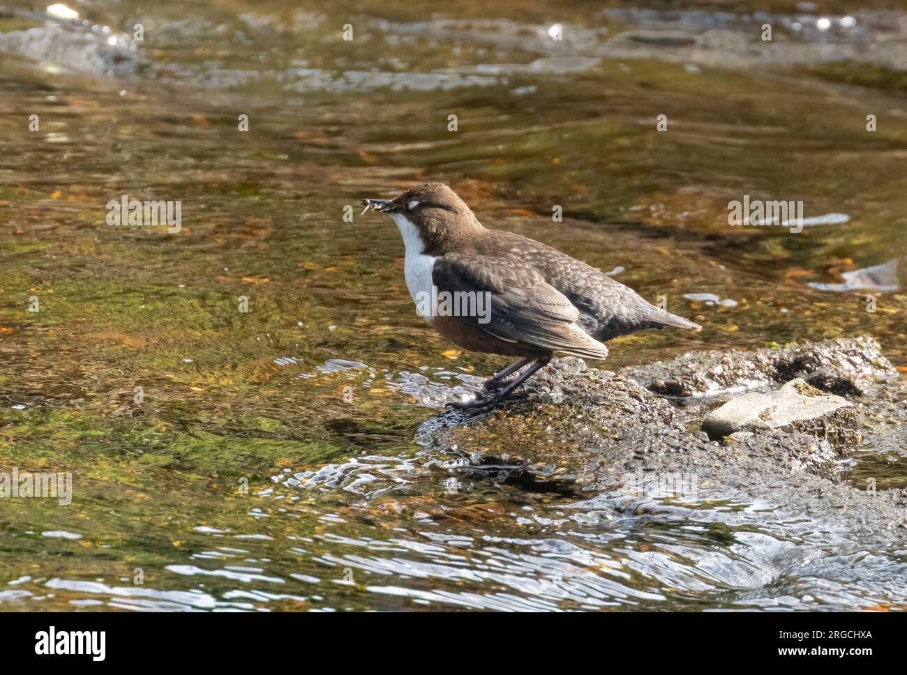 Dipper water bird gathering grubs from the flowing water in its beak in