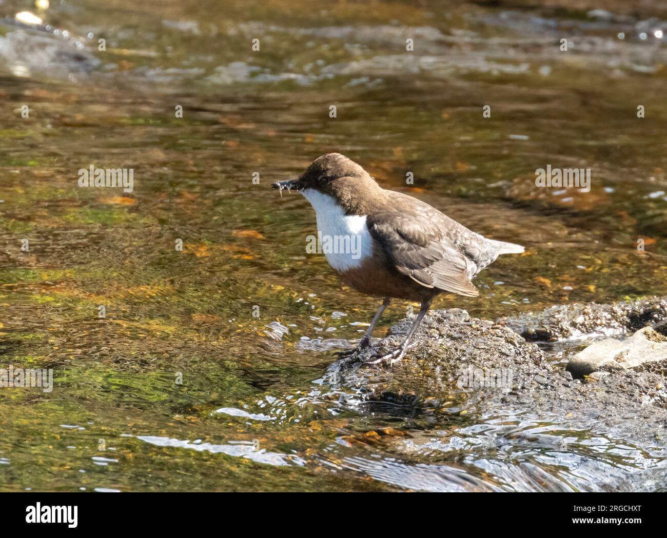 Dipper water bird gathering grubs from the flowing water in its beak in