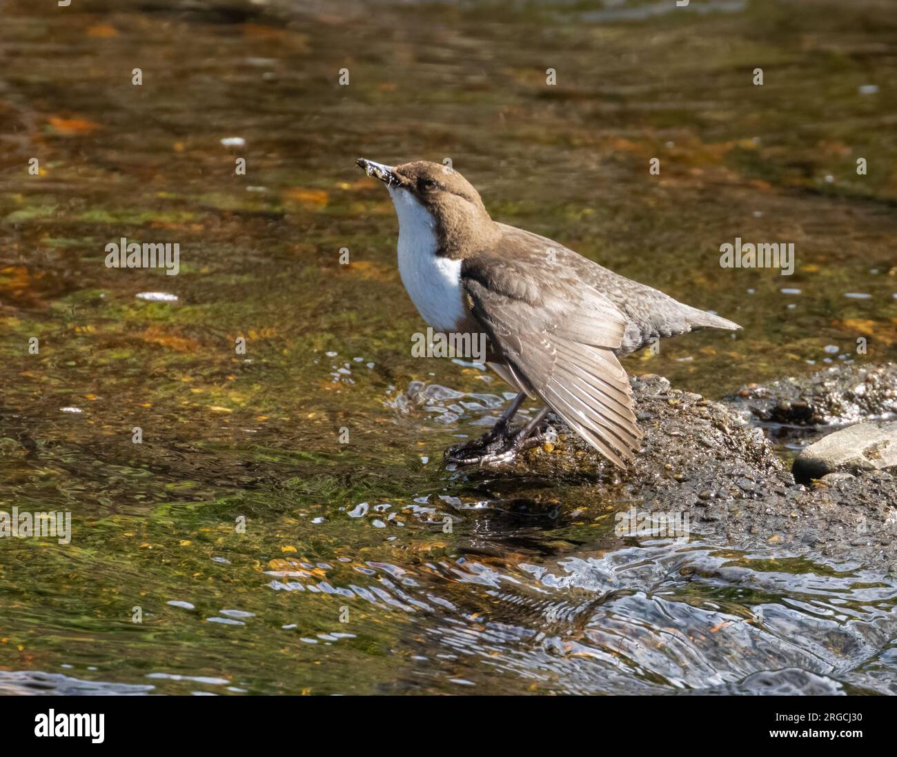 Dipper water bird gathering grubs from the flowing water in its beak in