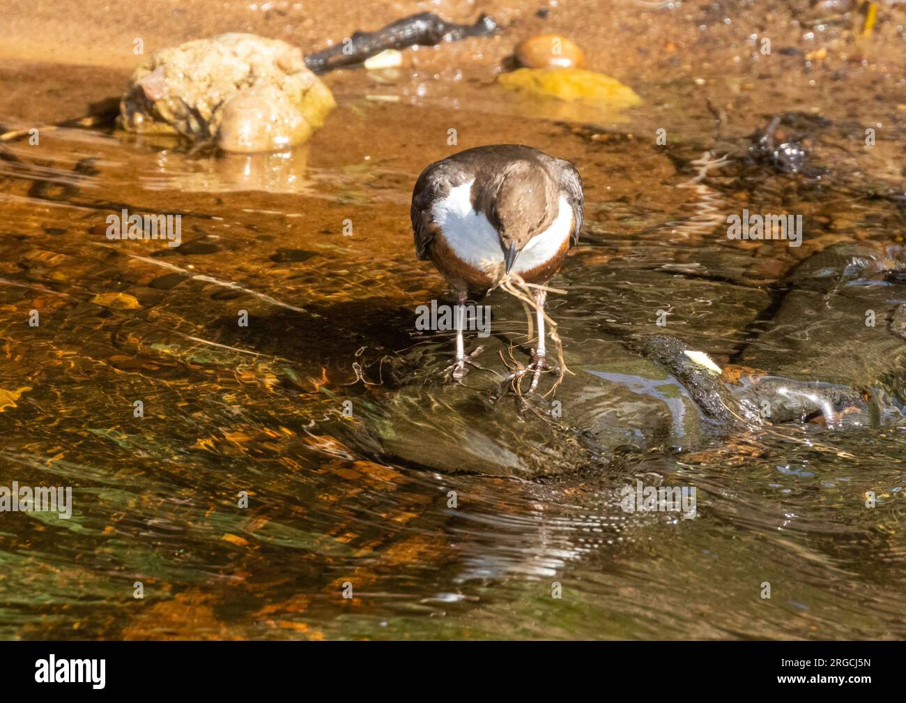 Dipper bird collecting nesting materials from the flowing water flowing