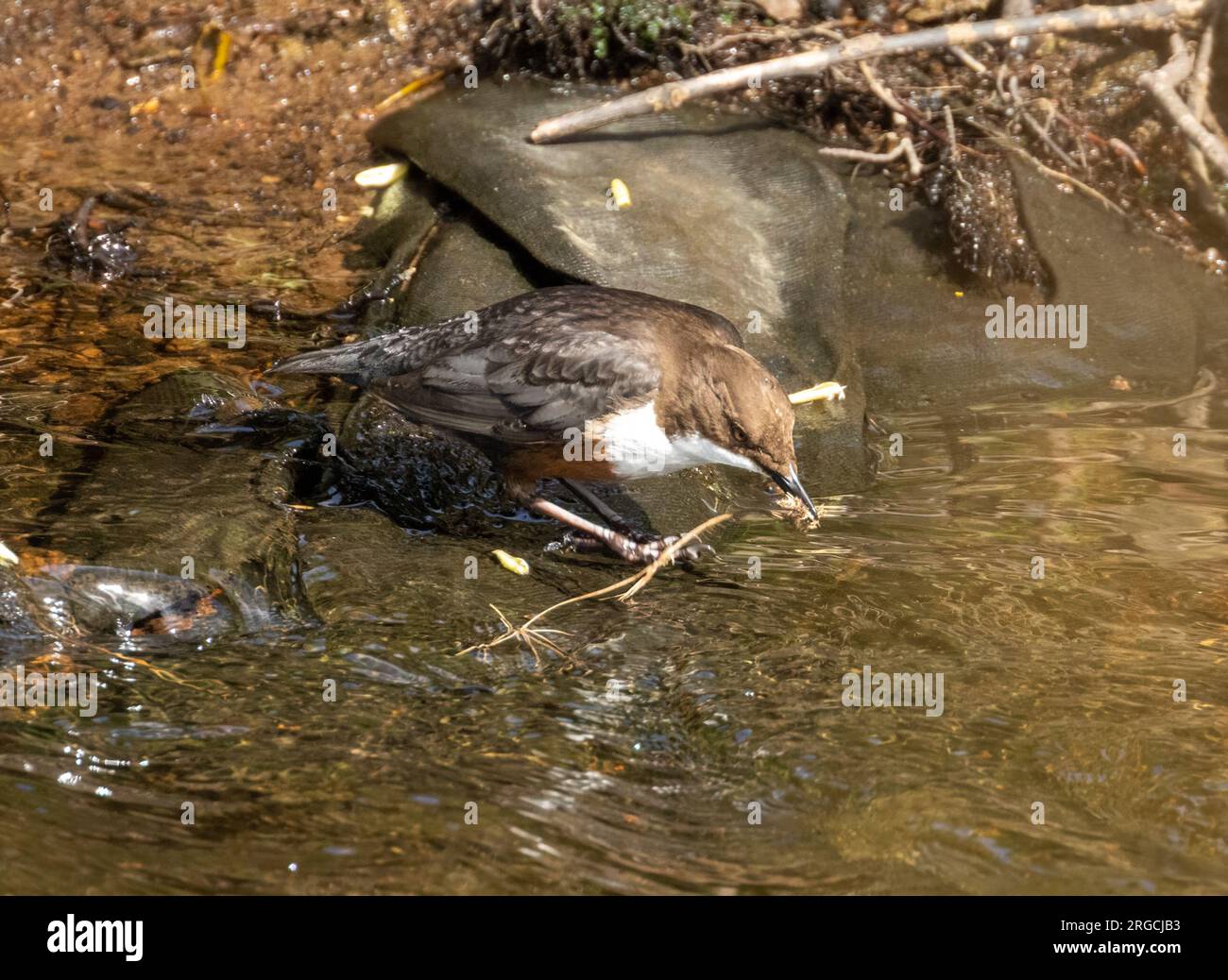 Dipper bird collecting nesting materials from the flowing water flowing
