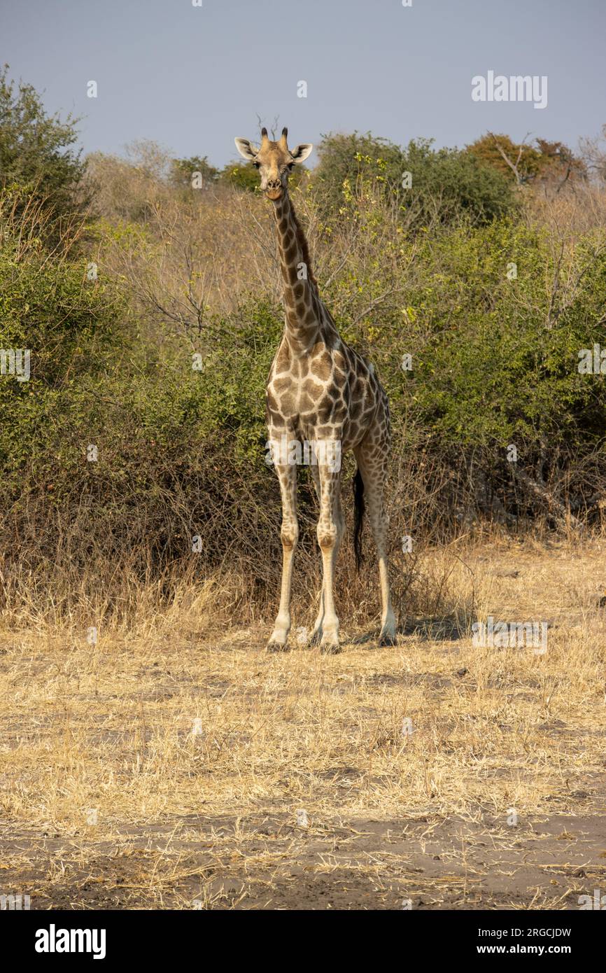 Giraffe In The Chobe Safari Park, Botswana Stock Photo