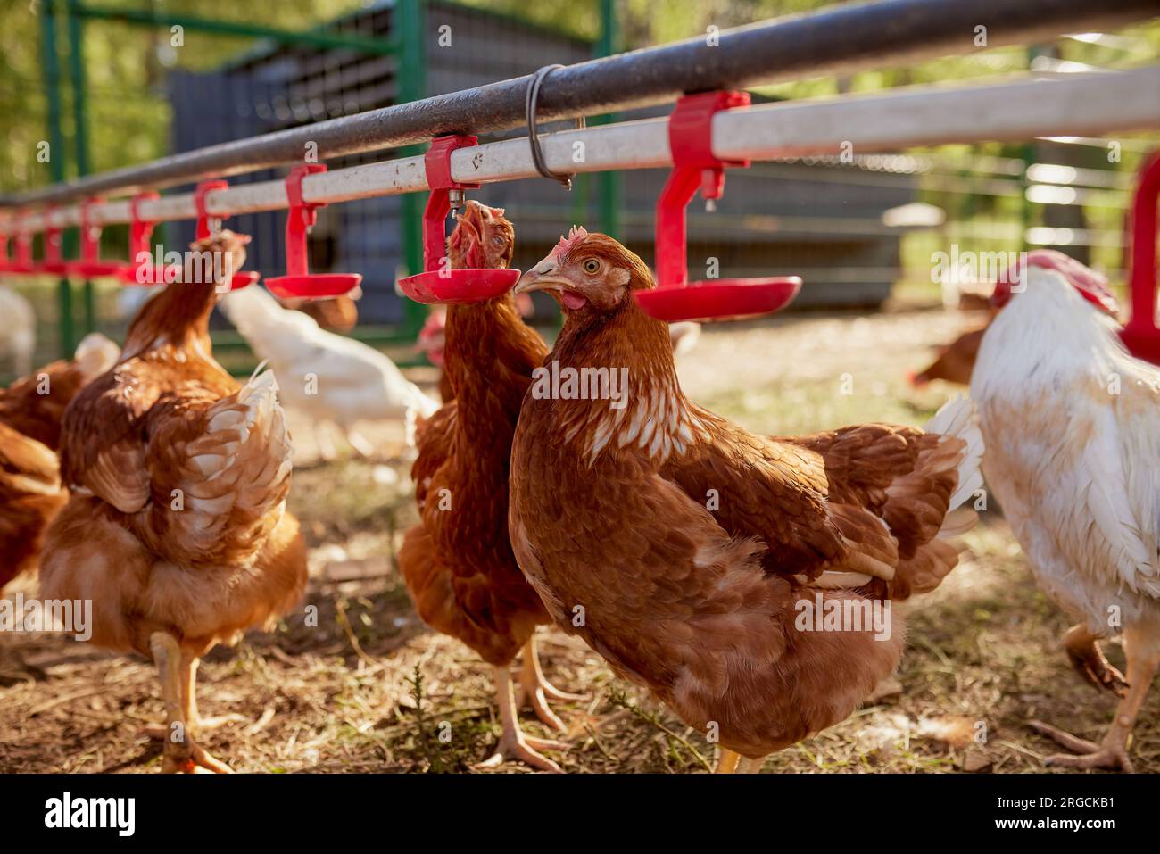 chicken drinking water from a drinker at chicken eco farm, free range