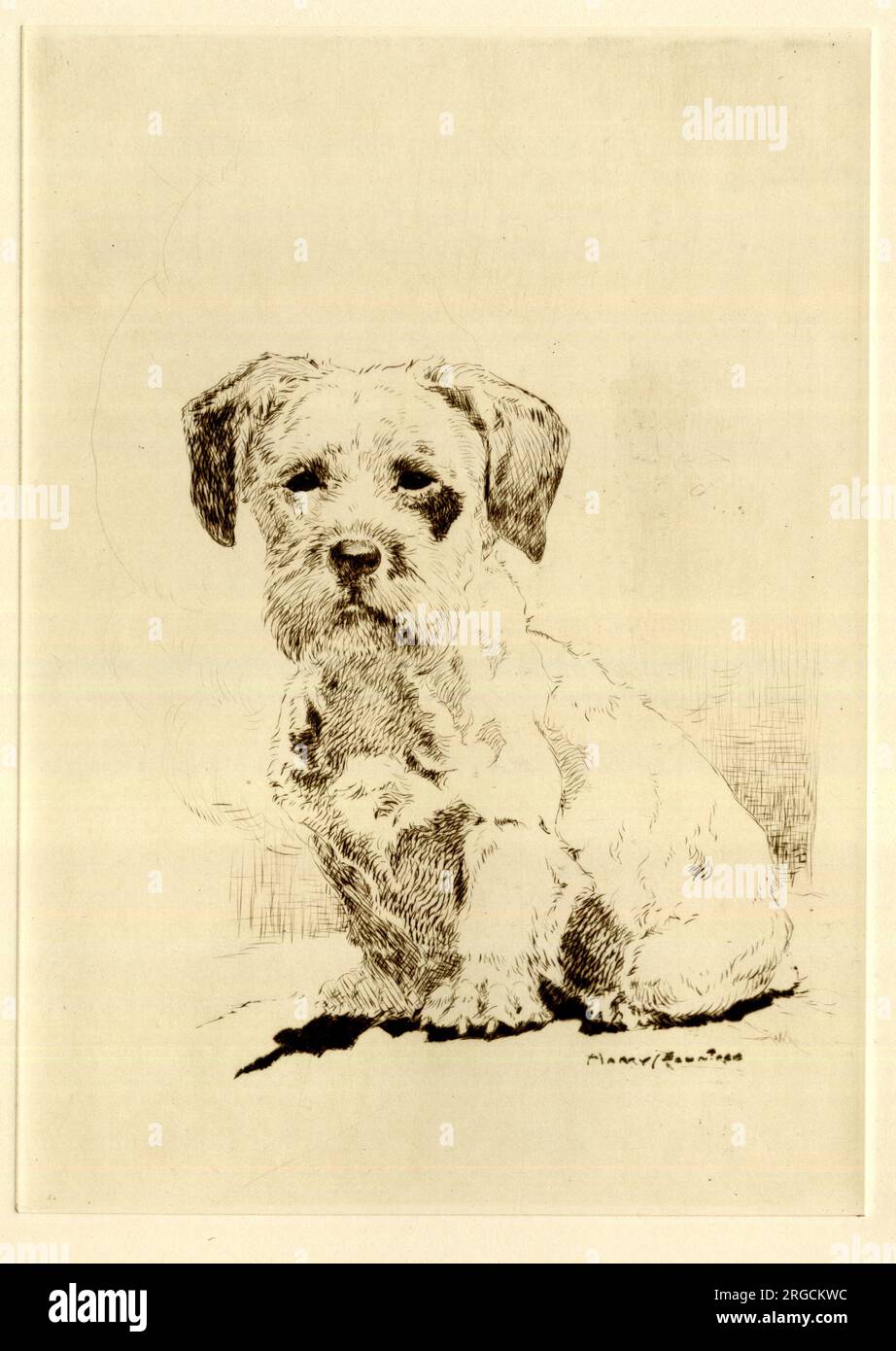 Sealyham terriers hi-res stock photography and images - Alamy Sealyham terriers hi-res stock photography and images - Alamy