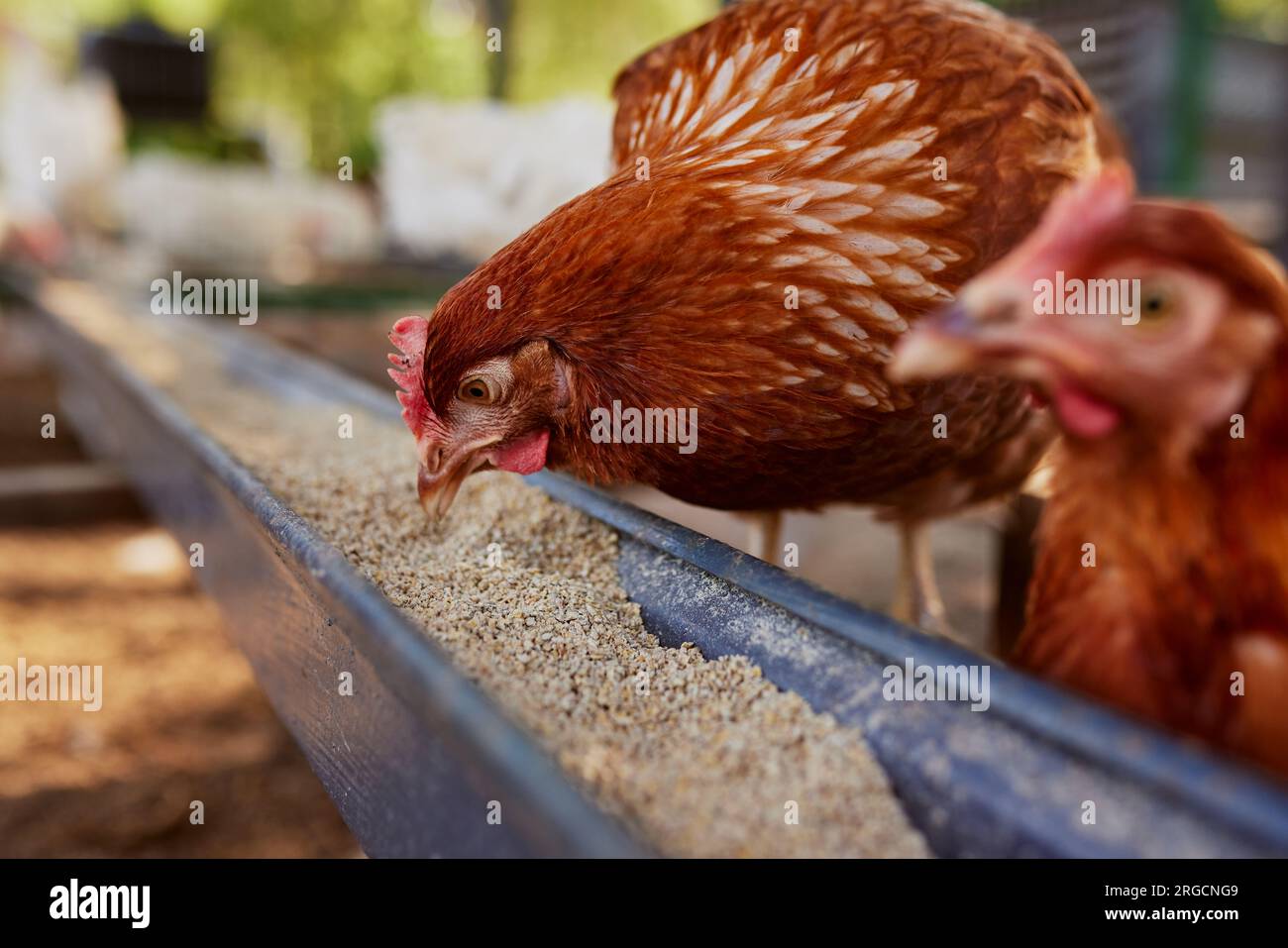 chicken eats feed and grain at eco chicken farm, free range chicken