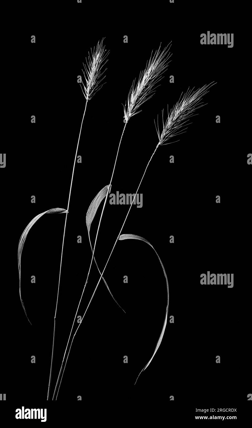 Grass seed head grasses Black and White Stock Photos & Images Alamy