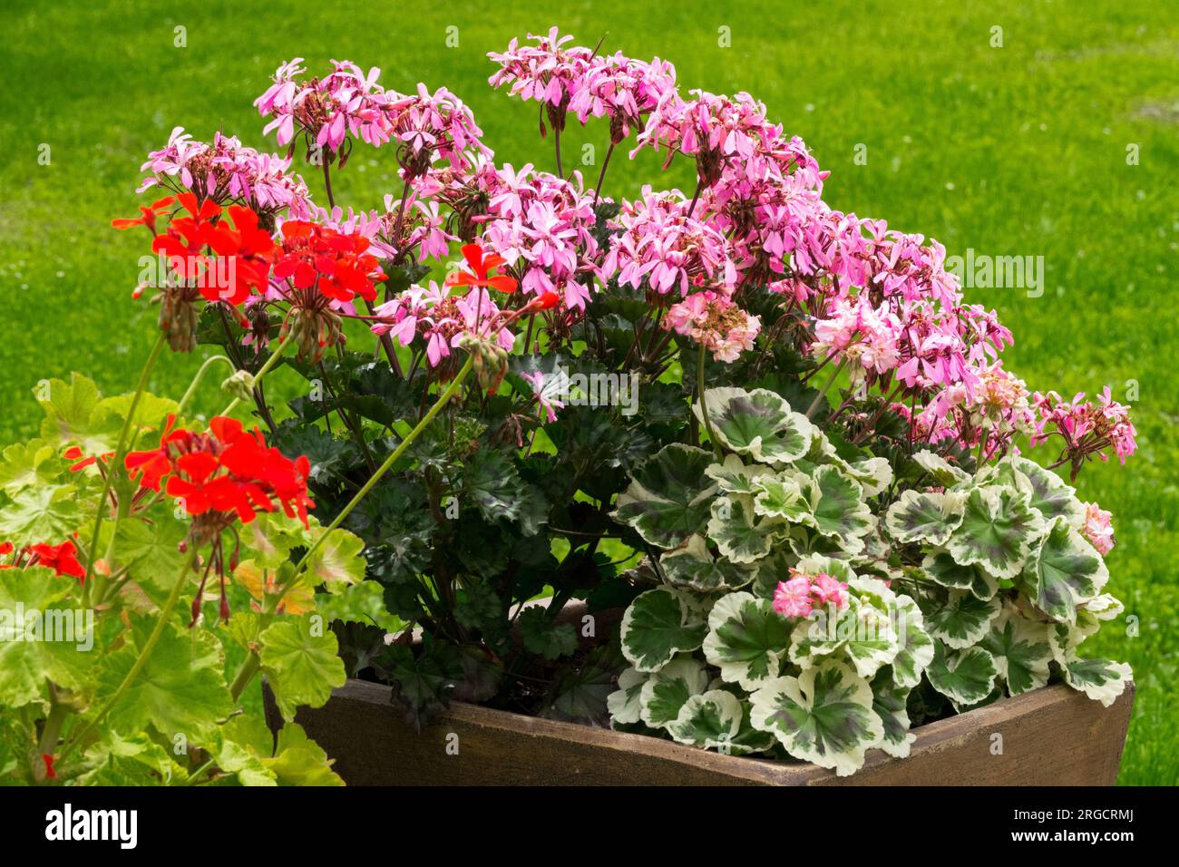Geranium, Pink, Pelargonium Stock Photo