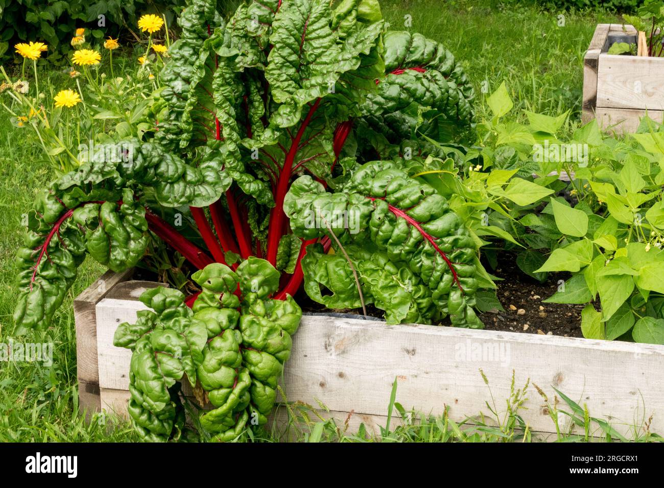 Vegetable garden bed Swiss Chard, Petiole, Plant Gardening, Mangold growing in a raised garden bed Stock Photo