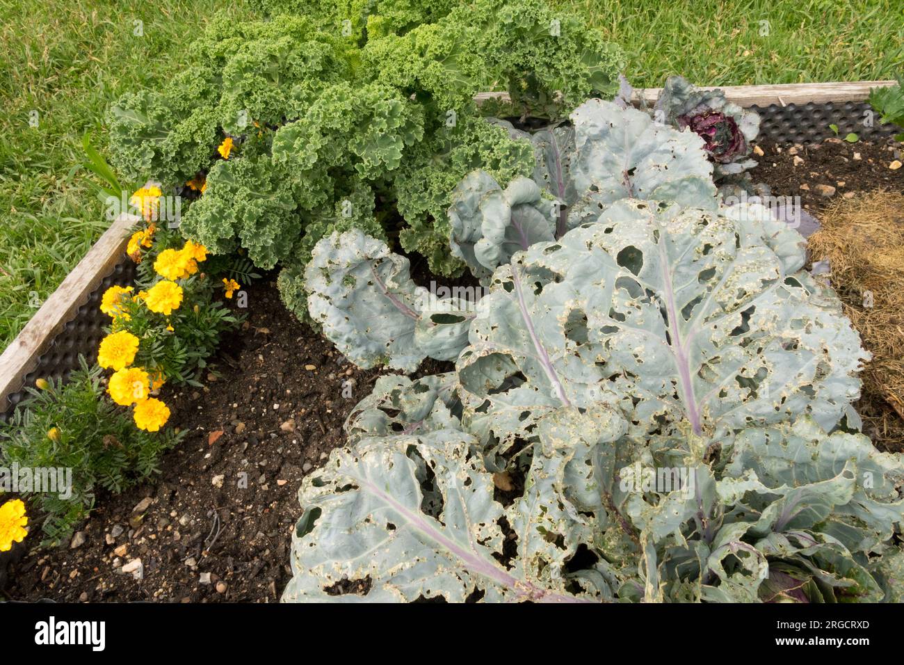 Brassica, Leaf, Damaged, pests, Garden, Raised, Bed, Cabbage, leaves, Vegetable Stock Photo