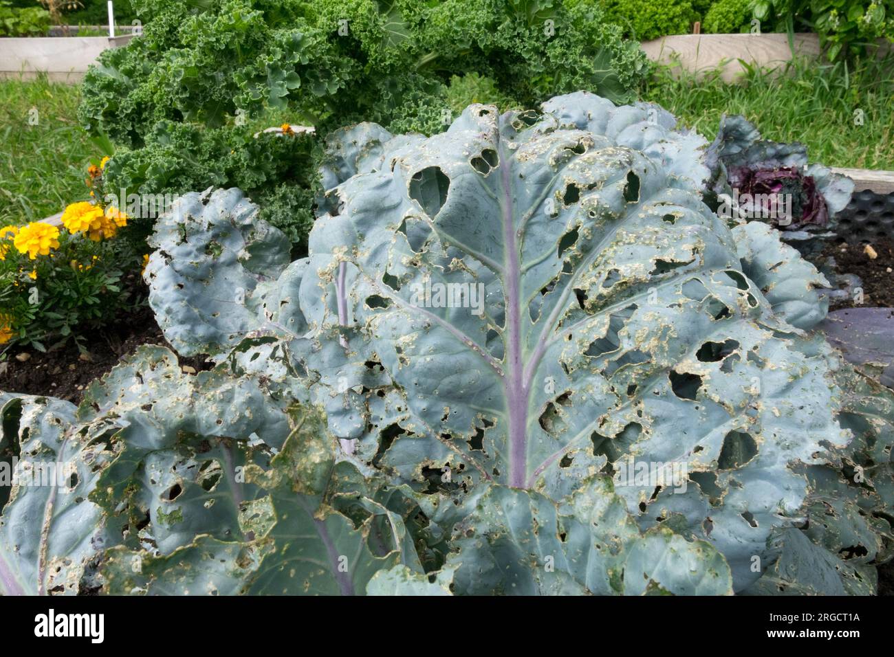 Leaves eaten by caterpillars, Damaged, Leaf, Cabbage, Brassica oleracea, pests in vegetables, Garden Stock Photo