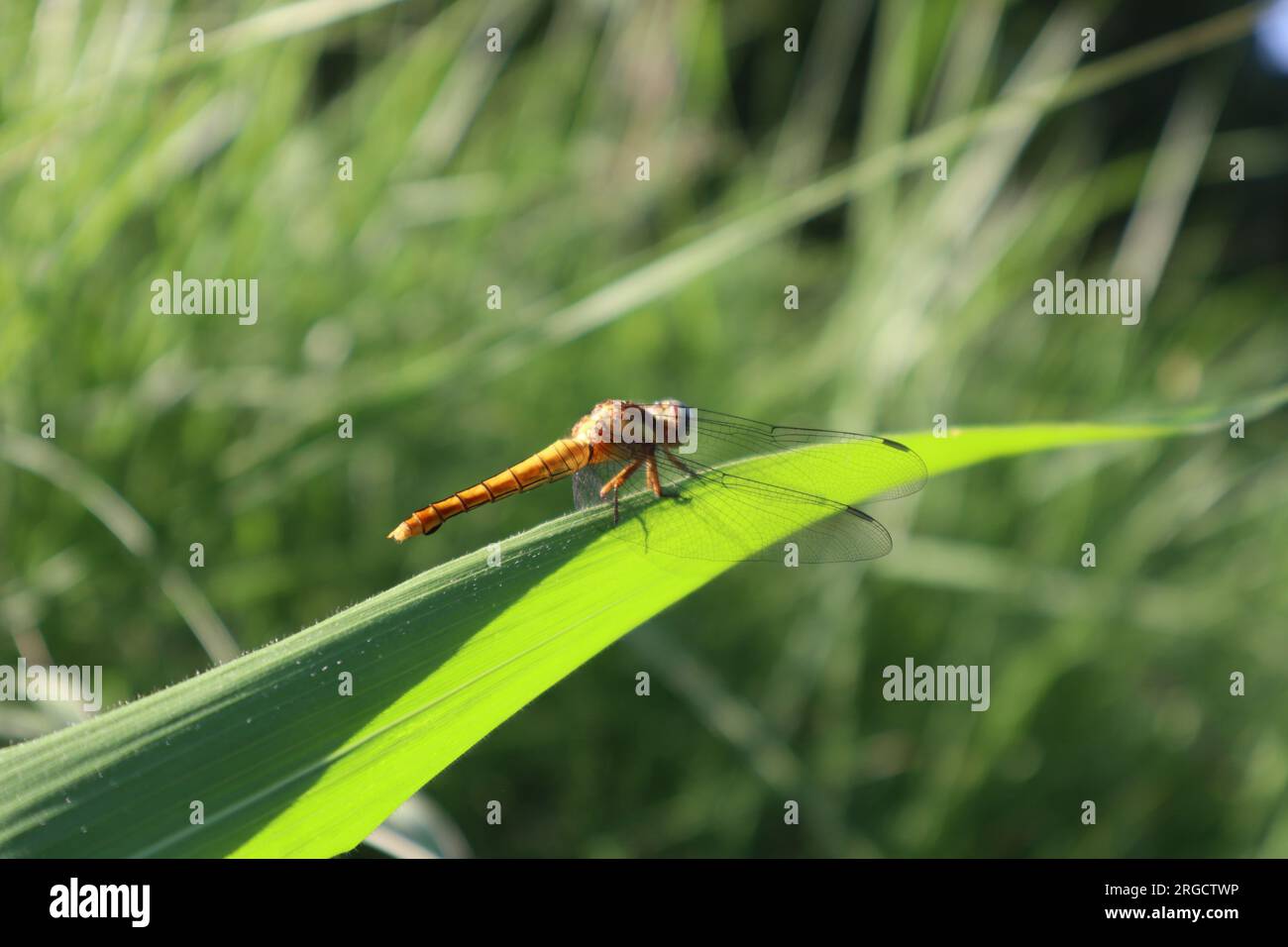 Dragonfly different species Stock Photo - Alamy