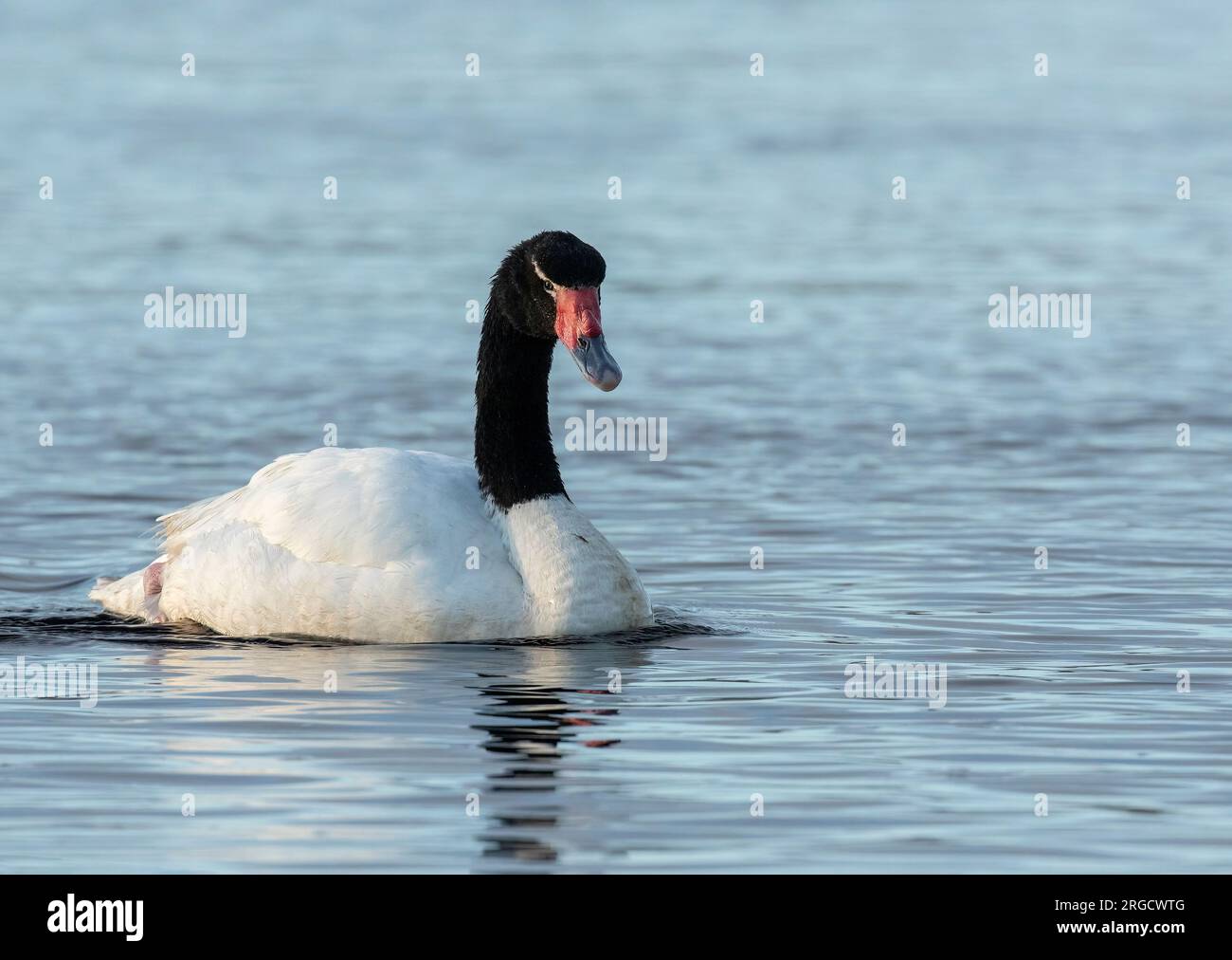 Black Necked Swan Stock Photo