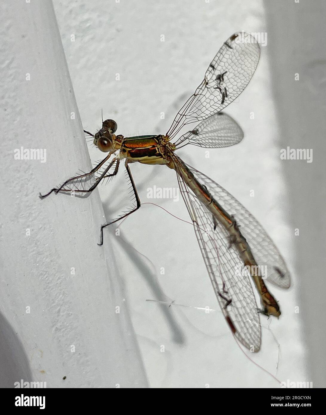 EMERALD DAMSELFLY female  - Lestes sponsa     Photo: Tony Gale Stock Photo