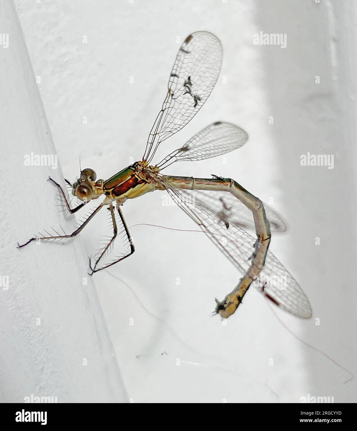 EMERALD DAMSELFLY female  - Lestes sponsa     Photo: Tony Gale Stock Photo