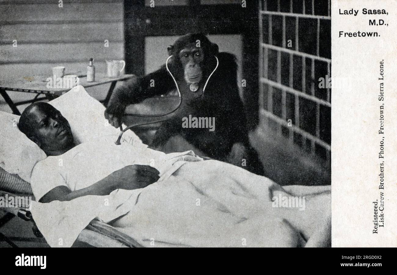 Lady Sassa M. D. - a Chimpanzee doctor - 'humorous' postcard from Freetown, Sierra Leone with less-than-subtle racial undertones. Stock Photo