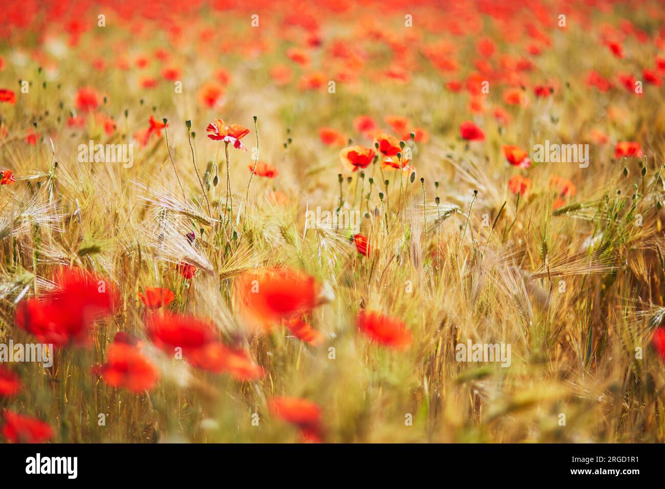 Beautiful field of red blooming poppies and golden wheat spikes ...
