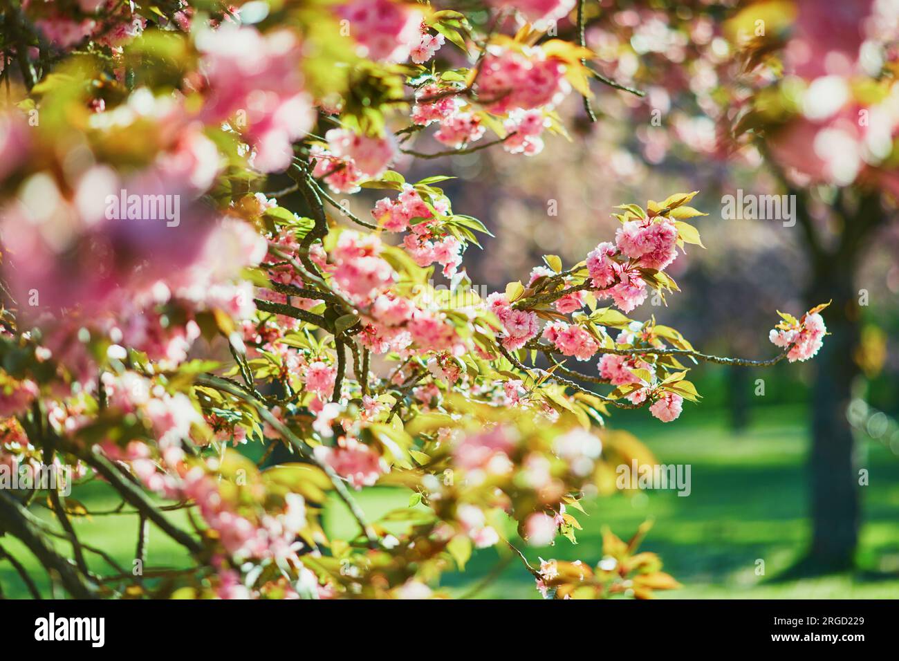 Branch of cherry blossom tree with beautiful pink flowers on a sunny ...