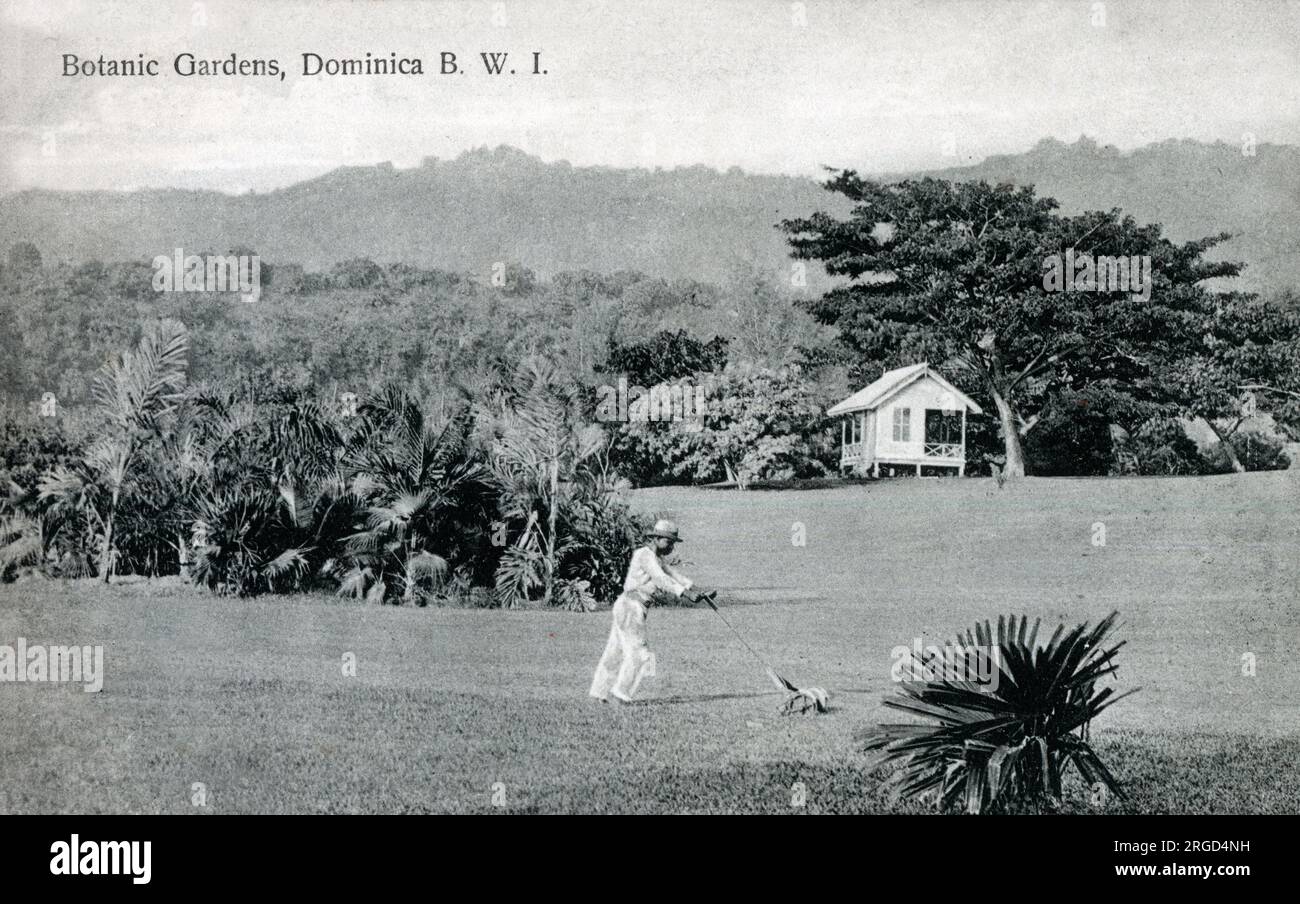 Botanic Gardens, Dominica - a mountainous Caribbean island nation with natural hot springs and tropical rainforests. At this point, part of the British Leeward Islands (until 1958). On 3 November 1978, the Commonwealth of Dominica was granted independence as a republic. Stock Photo