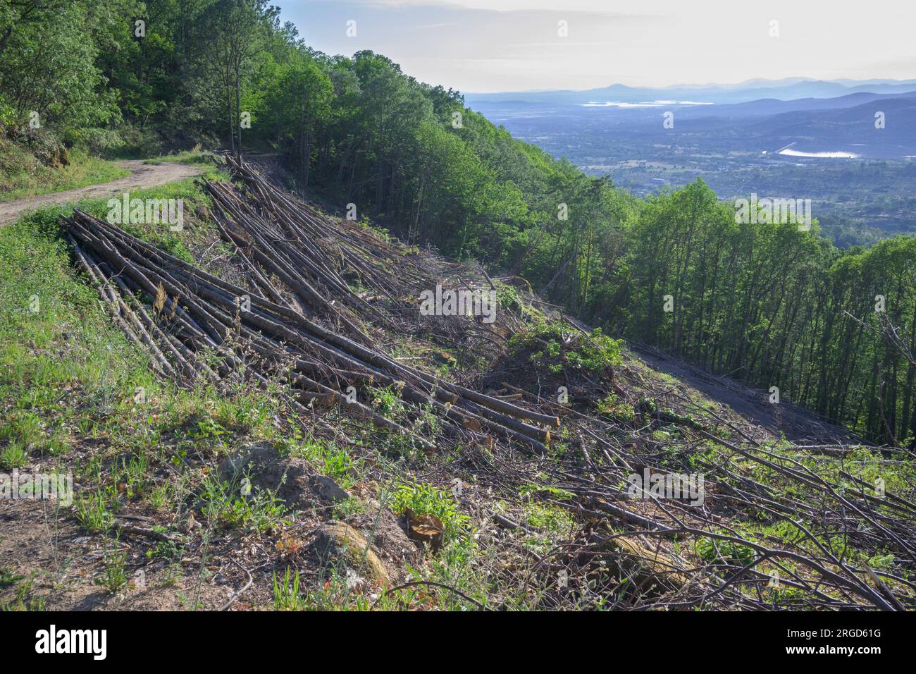 forest with felled trees deforestation in nature climate change Stock Photo
