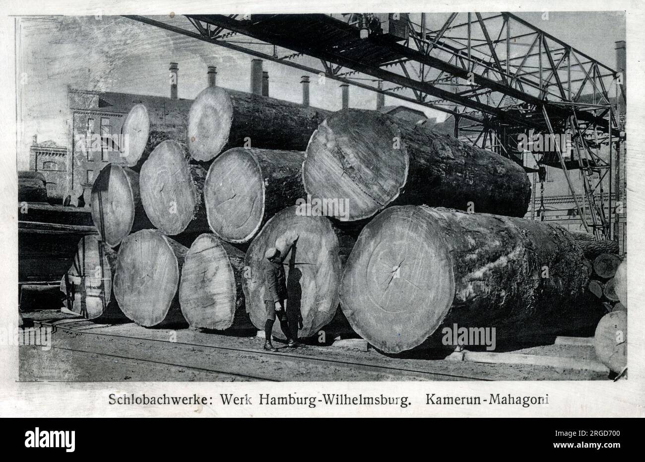 Cut mahogany tree trunks from Cameroon, Africa at Hamburg, Germany. Khaya ivorensis, also called African mahogany or Lagos mahogany, is a tall forest tree with a buttressed trunk in the family Meliaceae. It is found in Angola, Cameroon, Cote d'Ivoire, Gabon, Ghana, Liberia, and Nigeria where it grows primarily in lowland tropical rainforests. Stock Photo