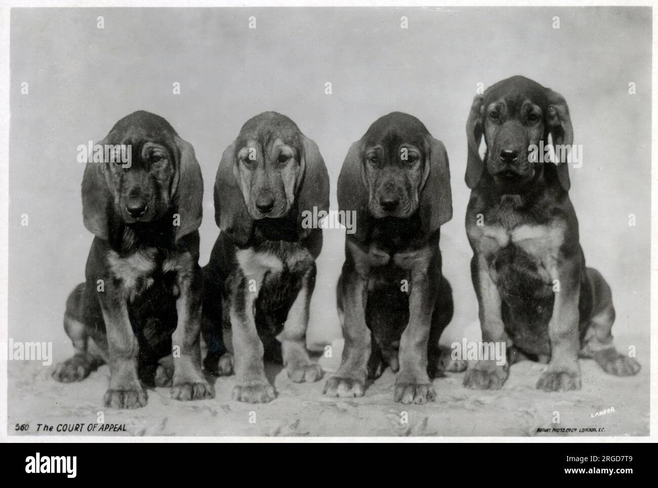 'The Court of Appeal' - four puppies making ther judgement ... Stock Photo