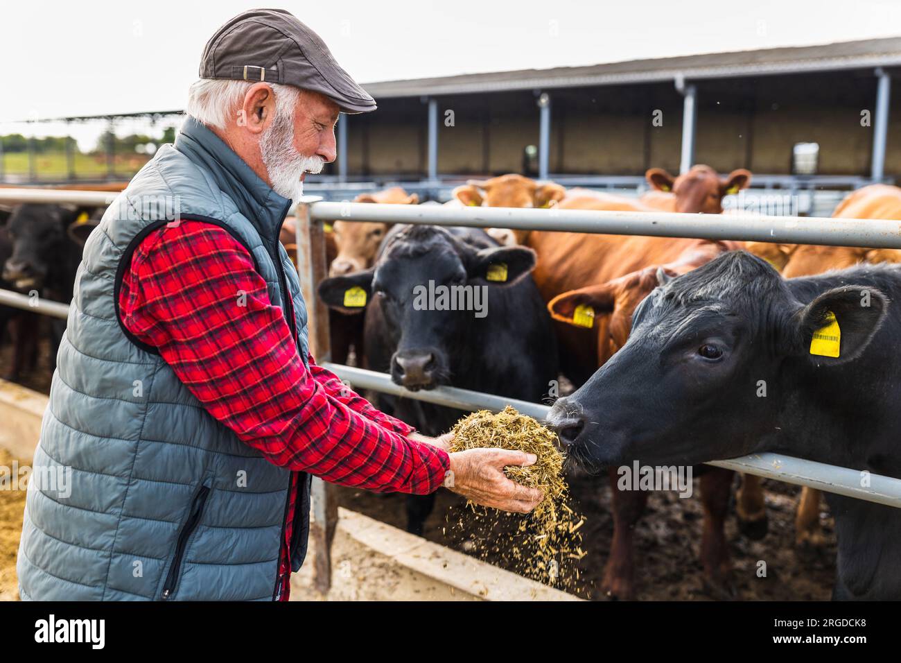 Mature farmer feeding black angus cattle on ranch Stock Photo - Alamy