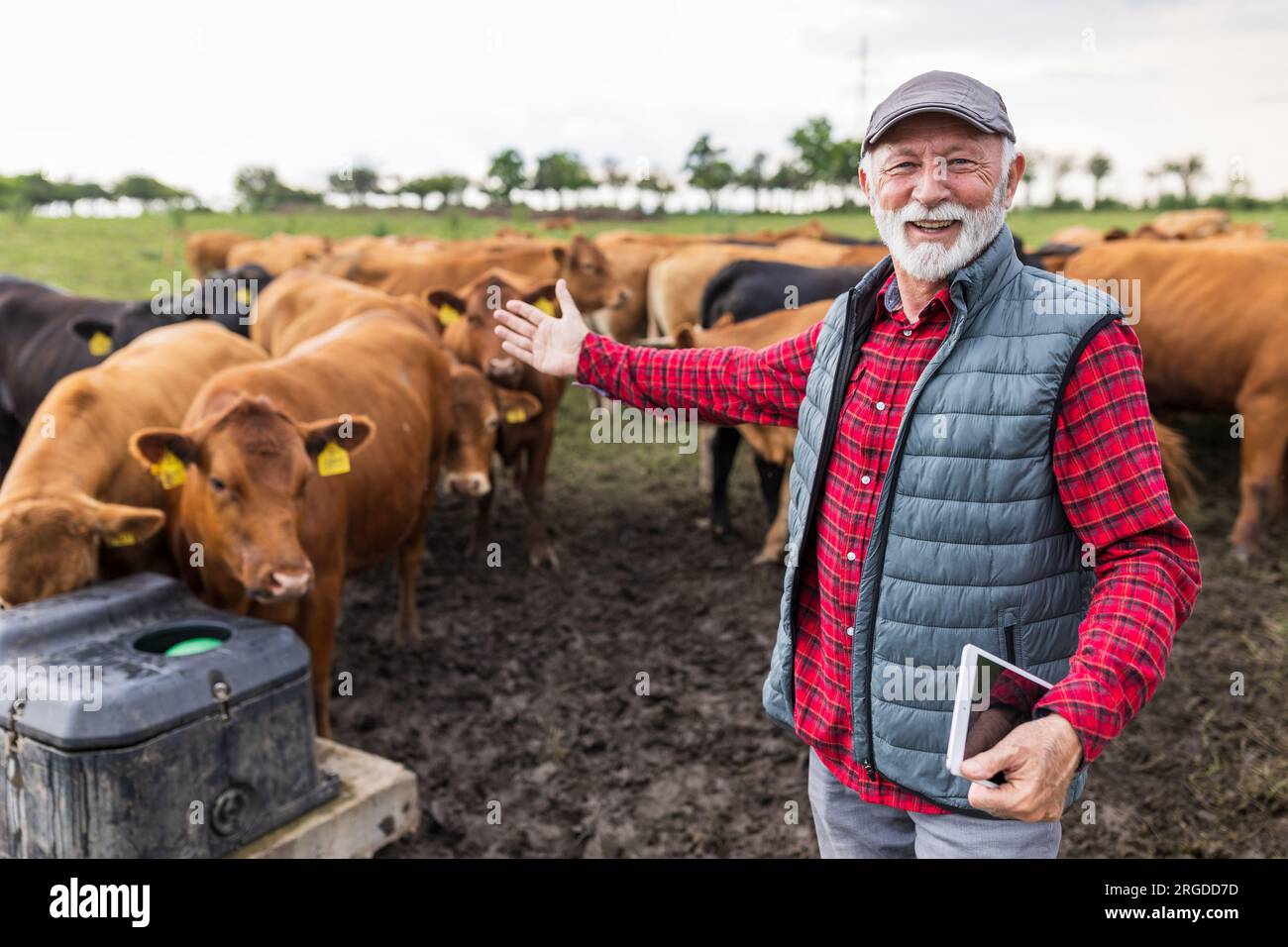 Man walking in front of cows hi-res stock photography and images - Alamy