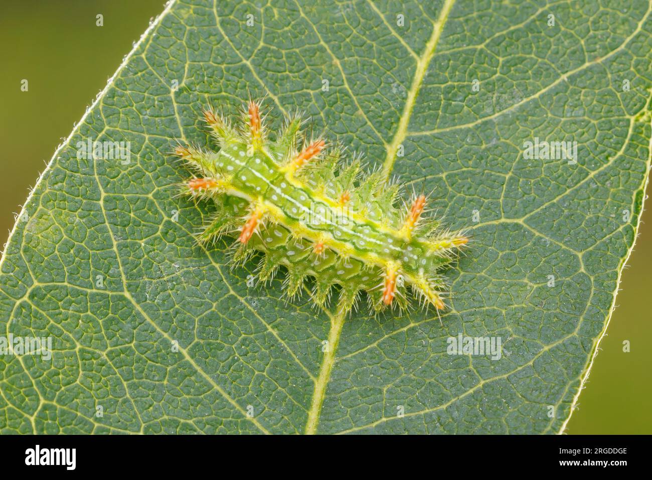 Euclea incisa, a slug caterpillar moth, larva (caterpillar) Stock Photo