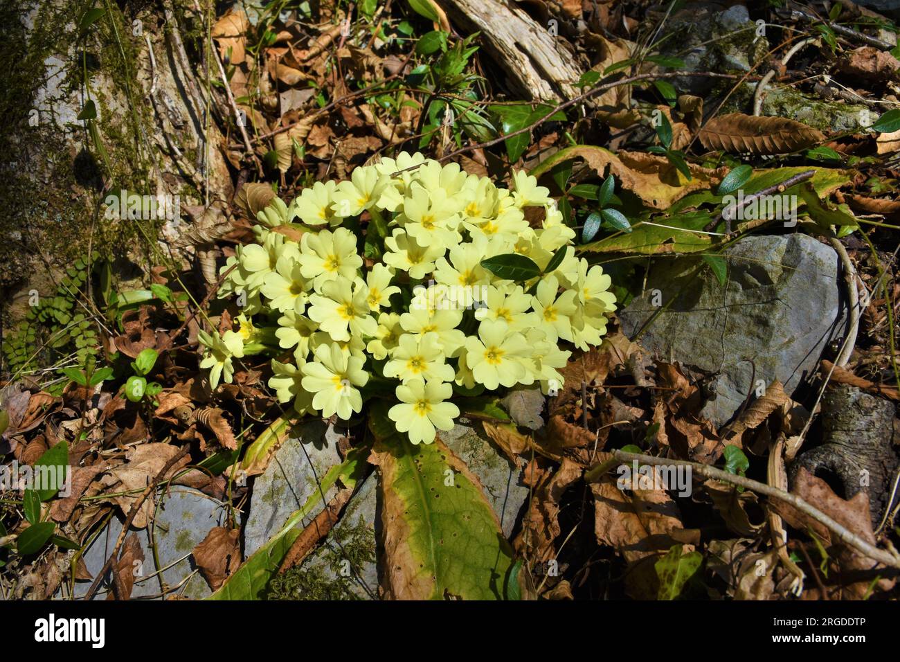 Cluster of light yellow primrose (Primula vulgaris) flowers Stock Photo