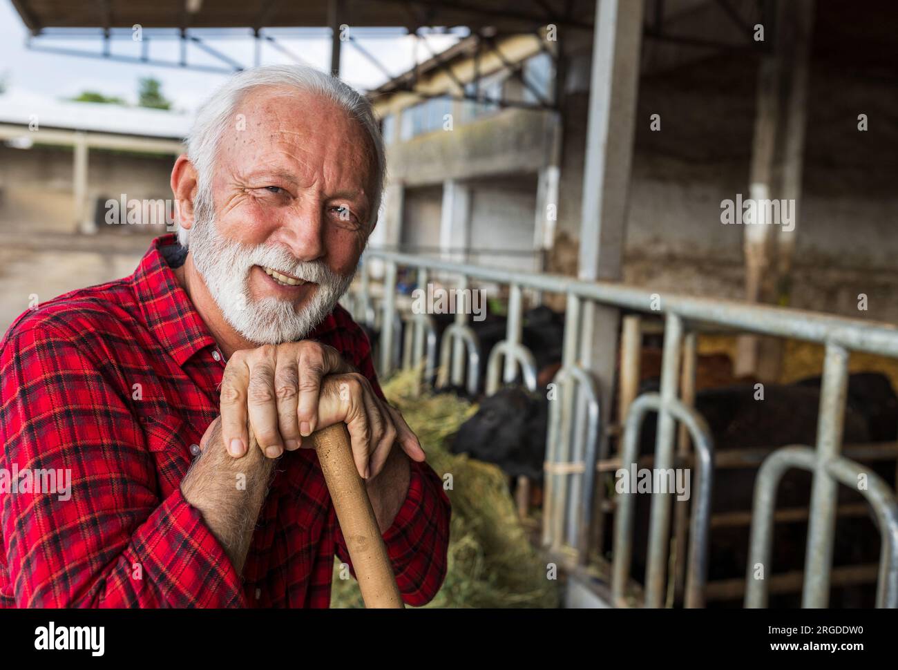 Portrait of smiling senior farmer resting leaning on shovel handle in ...