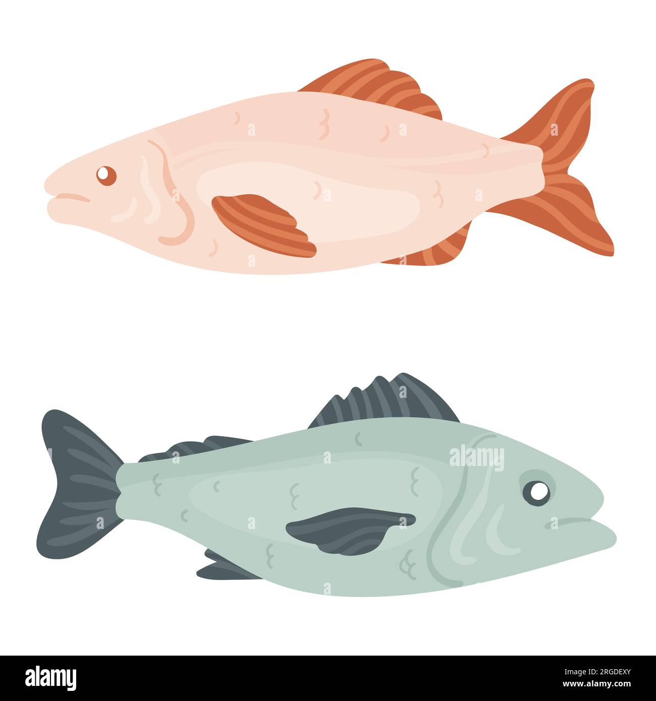 Whole tuna fish. Healthy seafood menu, japanese cuisine, fish fillet vector illustration Stock