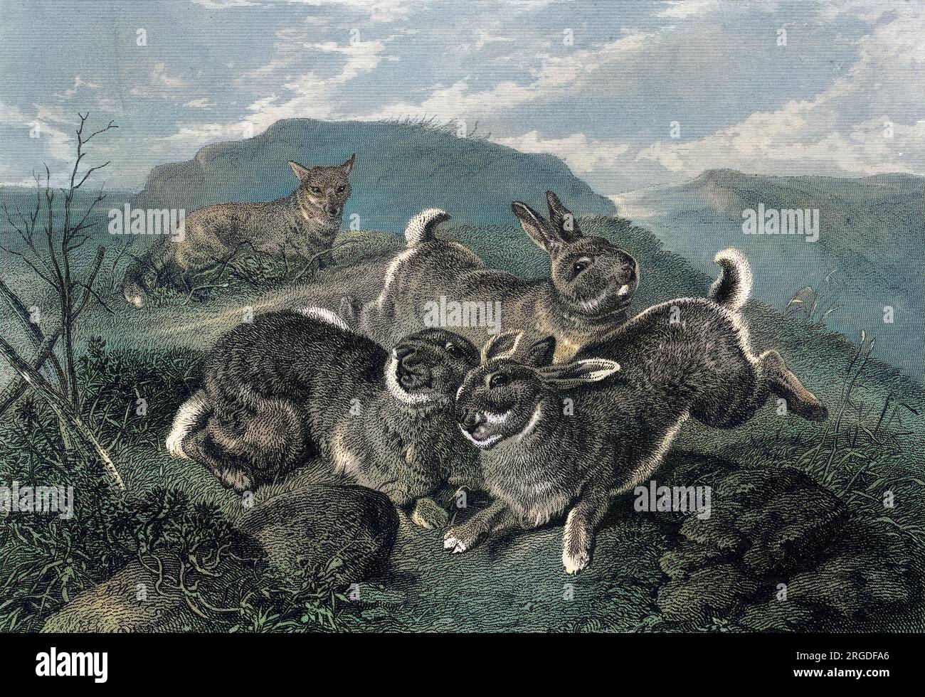 Three rabbits are alarmed by the appearance of a fox Stock Photo - Alamy