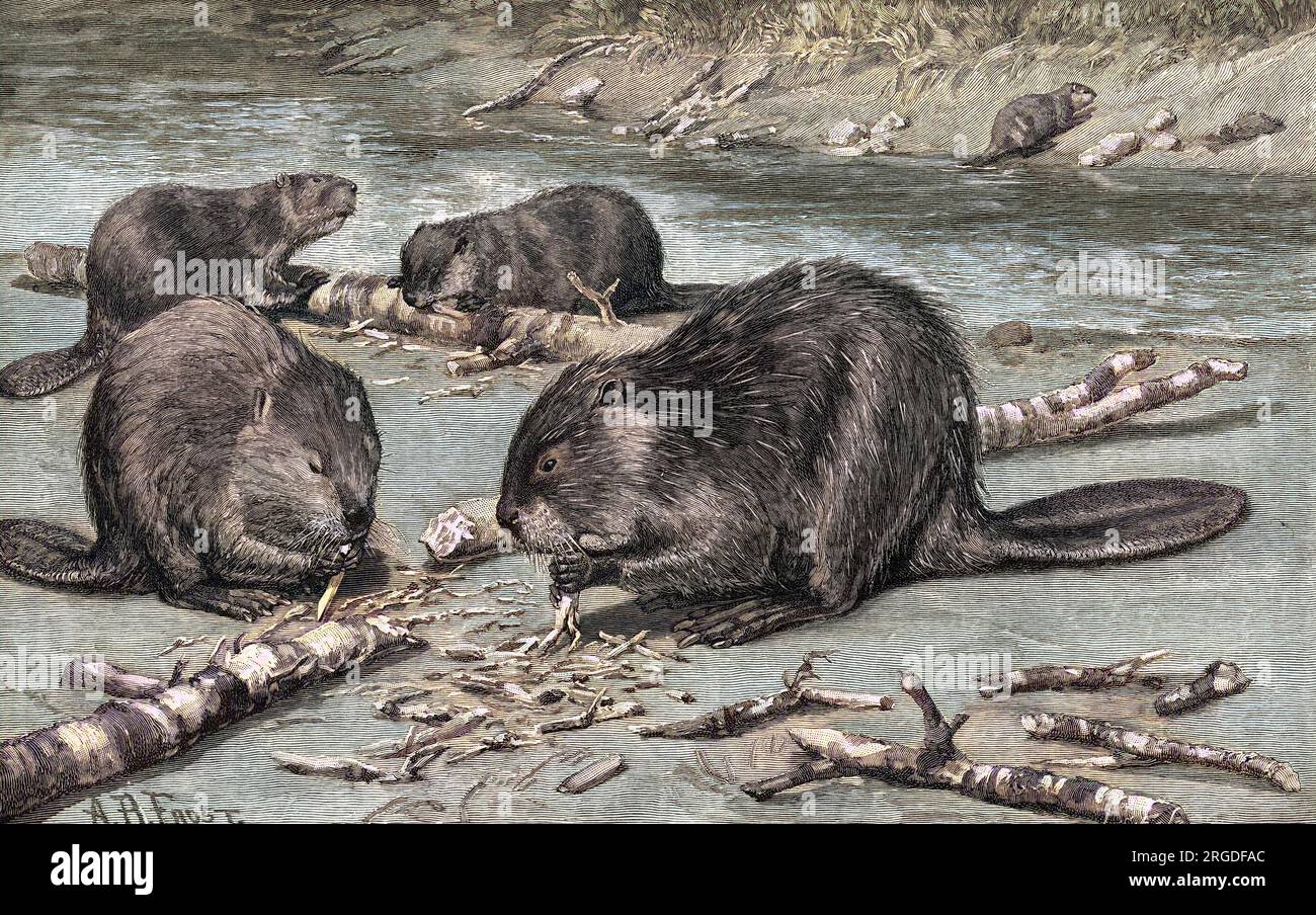 Beavers at work on fallen branches which they will gnaw into small pieces from which they will construct their homes. Stock Photo