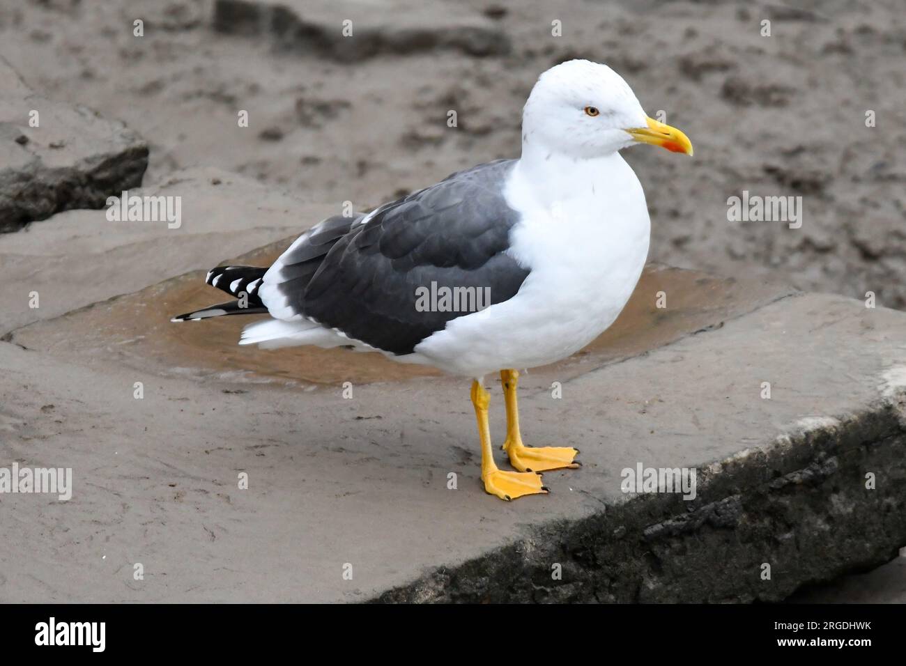 Springwatch uk hi-res stock photography and images - Alamy