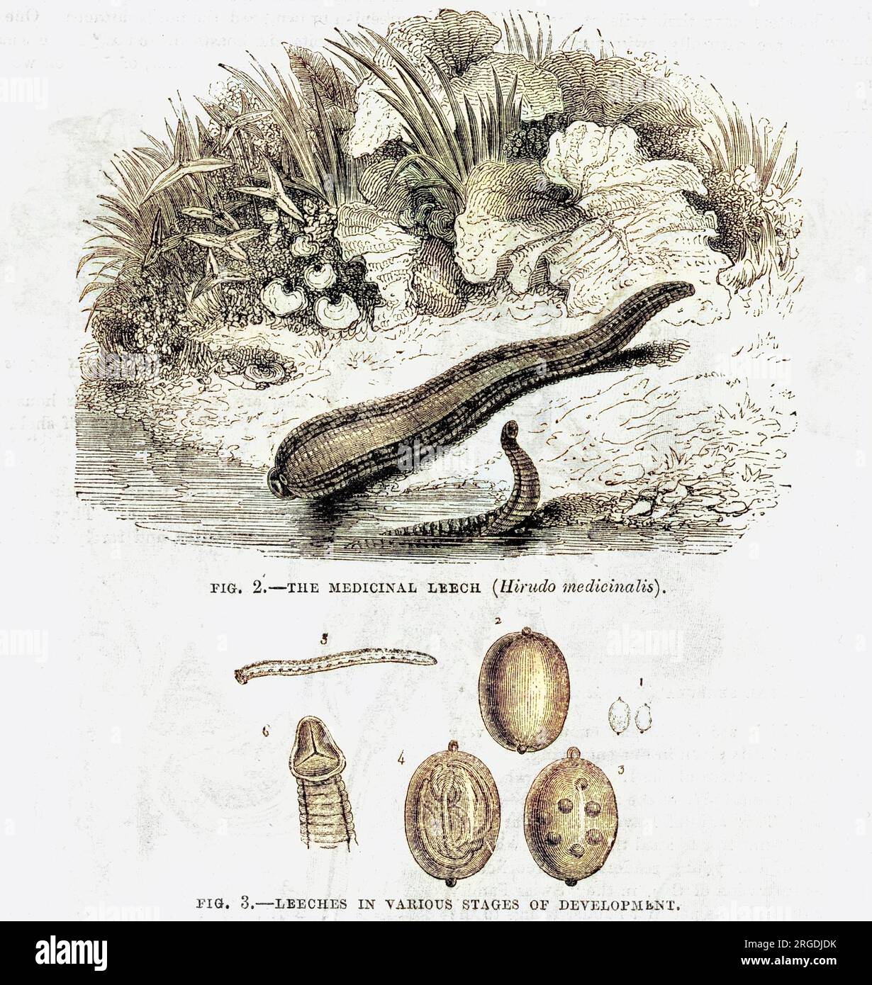 Two medicinal leeches(Hirodu medicinalis)in their natural habitat, and a diagram showing leeches in various stages of development. Stock Photo