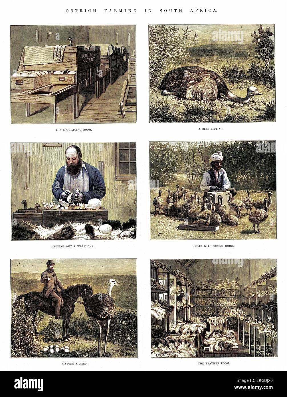 An 1870s artists impression of ostrich farming in South Africa, showing six stages of the process. Stock Photo