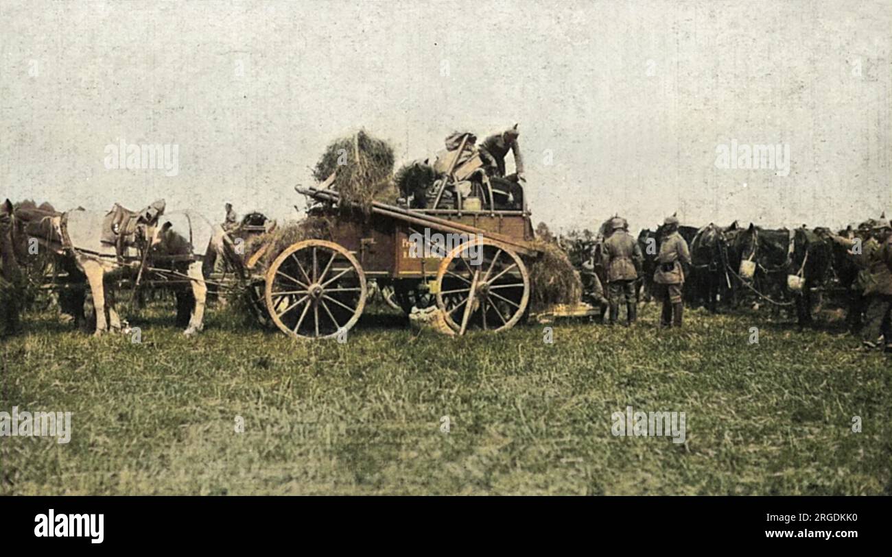 A German horse-led carriage near Brussels, Belgium, carrying fodder for the cavalry horses Stock Photo