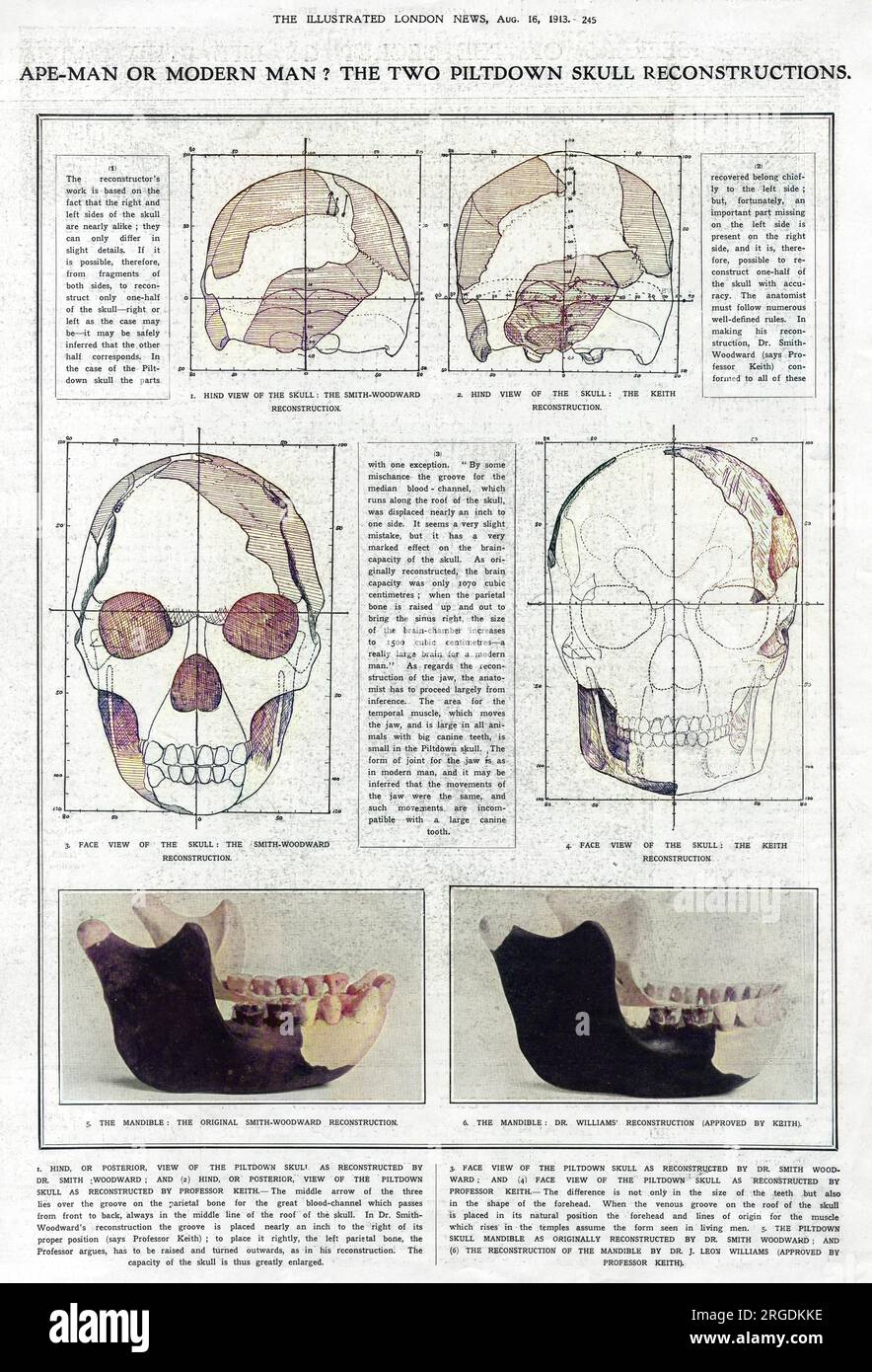 Ape-Man of Modern Man? The two Piltdown skull reconstructions. A page from the Illustrated London News, debating the merits of Dr. A. Smith-Woodward's reconstructions of the Piltdown Man's skull and mandible over the reconstructions proposed by Professor Arthur Keith and Dr. J Leon Williams. In 1953, the find proved to be a hoax; a combination of the skull of a medieval man, the jaw of an orangutan, and chimpanzee teeth. Stock Photo