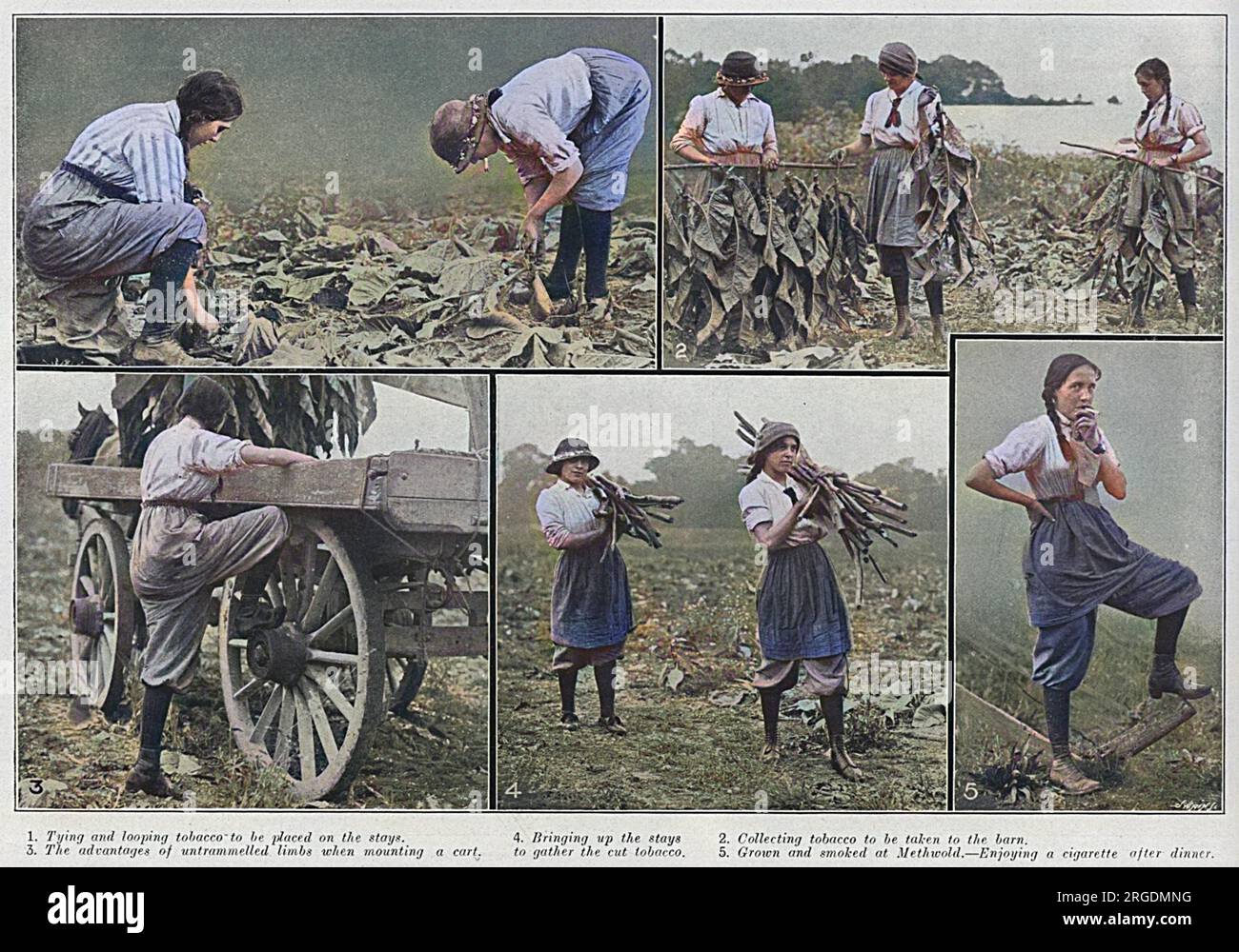 Women workers gathering the harvest on the tobacco farm at Methwold, Norfolk in 1915.  Picture 1 shows them tying and looping tobacco to be placed on stays, 2 shows them collecting tobacco to be taken to the barn, 3, 'the advantages of untrammelled limbs when mounting a cart', alluding to the breeches worn, 4, bringing the stays to gather the tobacco and 5, Grown and smoked in Methwold, a girl enjoys a cigarette after dinner. Stock Photo