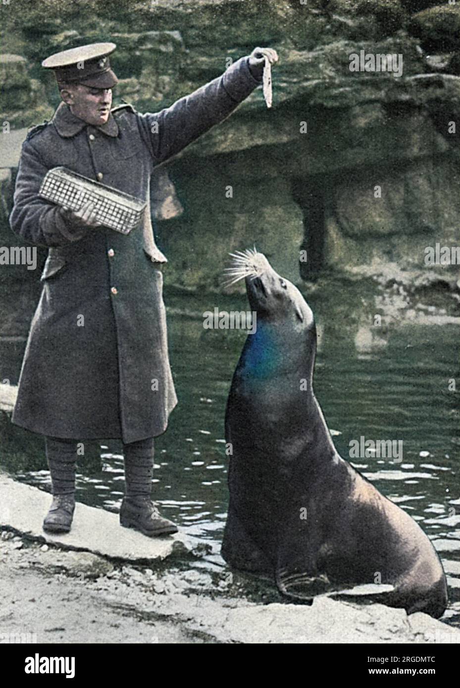 One of the thirty plus employees, Mr Graves, of the Zoological Gardens in London who enlisted for the new army in the early months of the First World War, shown in uniform revisiting one of his former charges before leaving for the front. Stock Photo