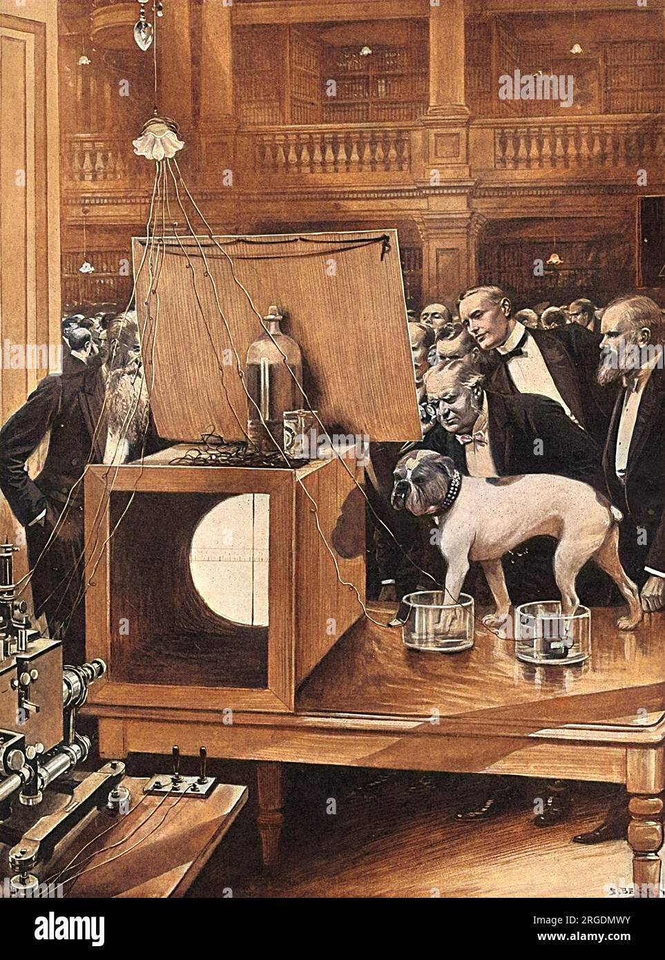 Jimmy, a Bulldog owned by Dr A.D.Waller, takes part in an experiment at the Royal Society, Burlington House, London. With one fore-leg and one hind-leg in separate pots of salt solution connected to Einthoven's string galvanometer, his heart-beat is recorded on a lime-lit sheet, a thread vibrating with each heart-beat. Several ladies in the audience also took part in the experiment, dipping their hands into the saline solution pots, and their hearts were found to be steadier than Jimmy's. Stock Photo