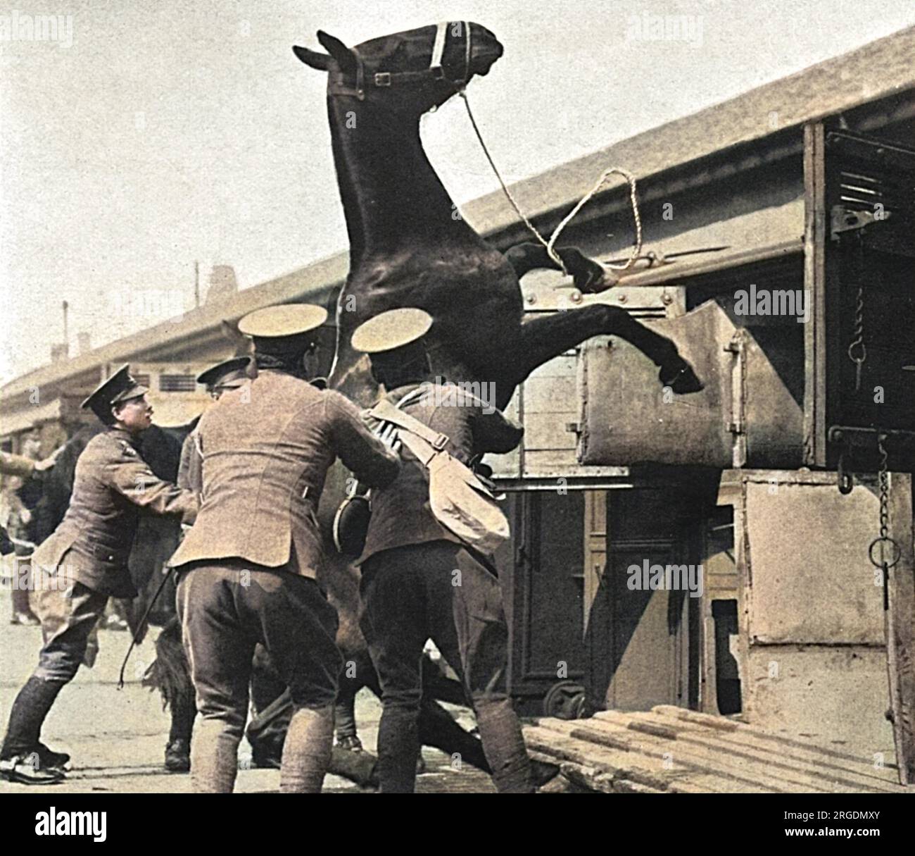Entraining horses hi-res stock photography and images - Alamy