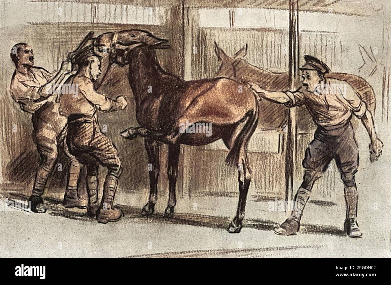 Three soldiers struggling to groom an unruly mule in his stall with one of them grumbling, 'Nah tehn, 'Undred Legs!' Stock Photo